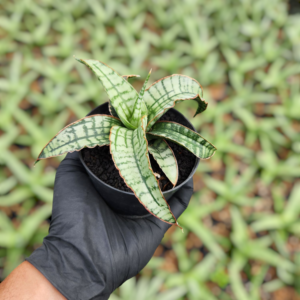 Sansevieria hybrid arboyo