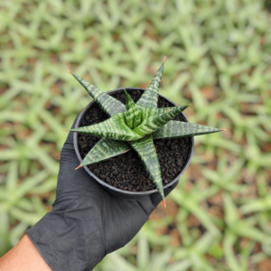Sansevieria hybrid blorong