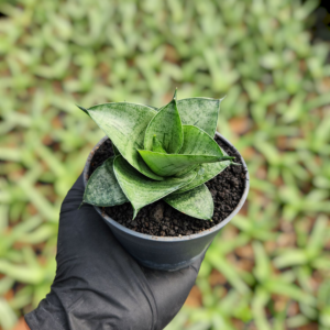 Sansevieria hybrid agatha