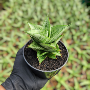 Sansevieria hybrid athalia