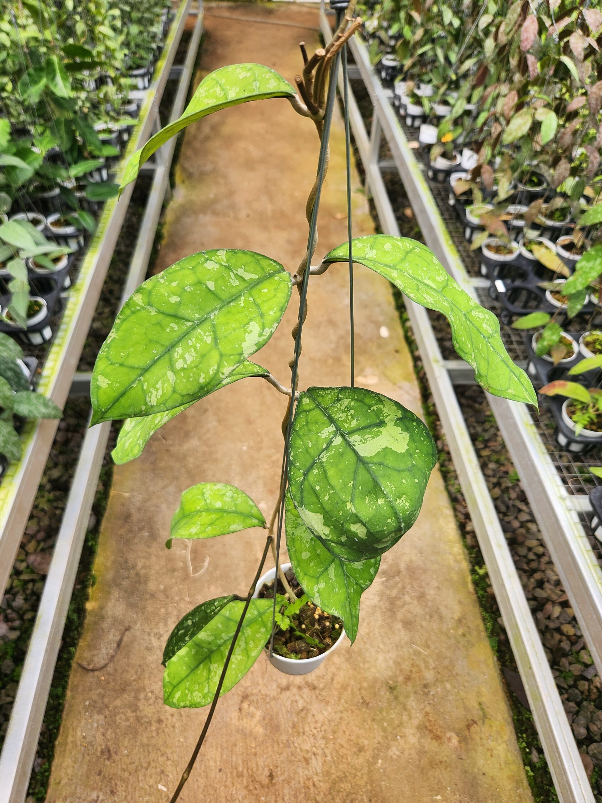 Hoya clemensiorum sp borneo